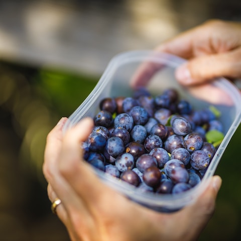 A Beginners Guide to Foraging